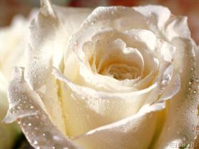 White Rose, courtesy of Webshots.com